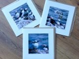 Trio of Puffin Cards