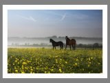 Horses walk among the buttercups at dawn.